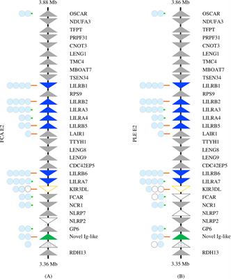 Comparative genomics of the Leukocyte Receptor Complex in carnivores